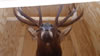 Custom Crating Taxidermy - Deer Head